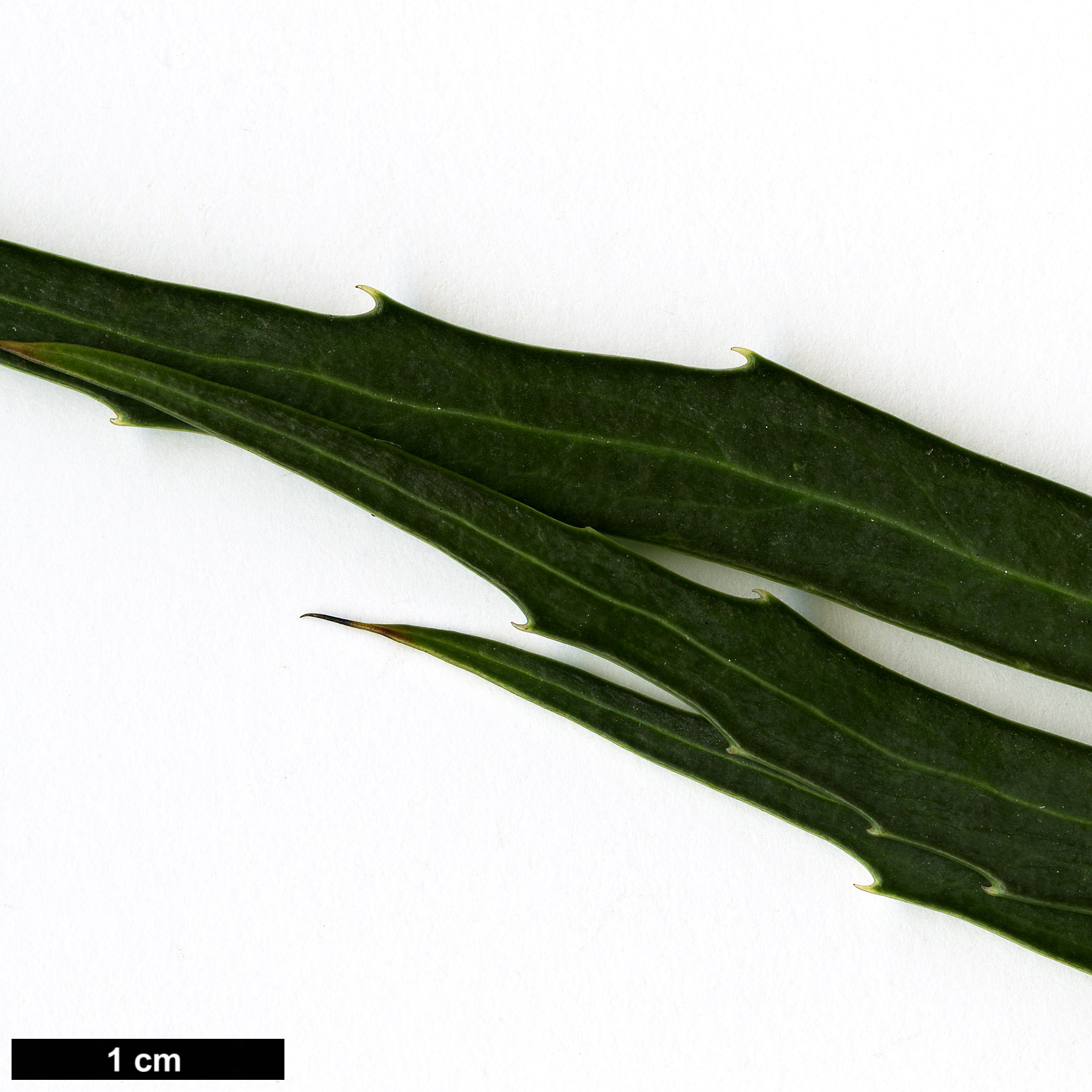 High resolution image: Family: Berberidaceae - Genus: Mahonia - Taxon: eurybracteata - SpeciesSub: subsp. ganpinensis